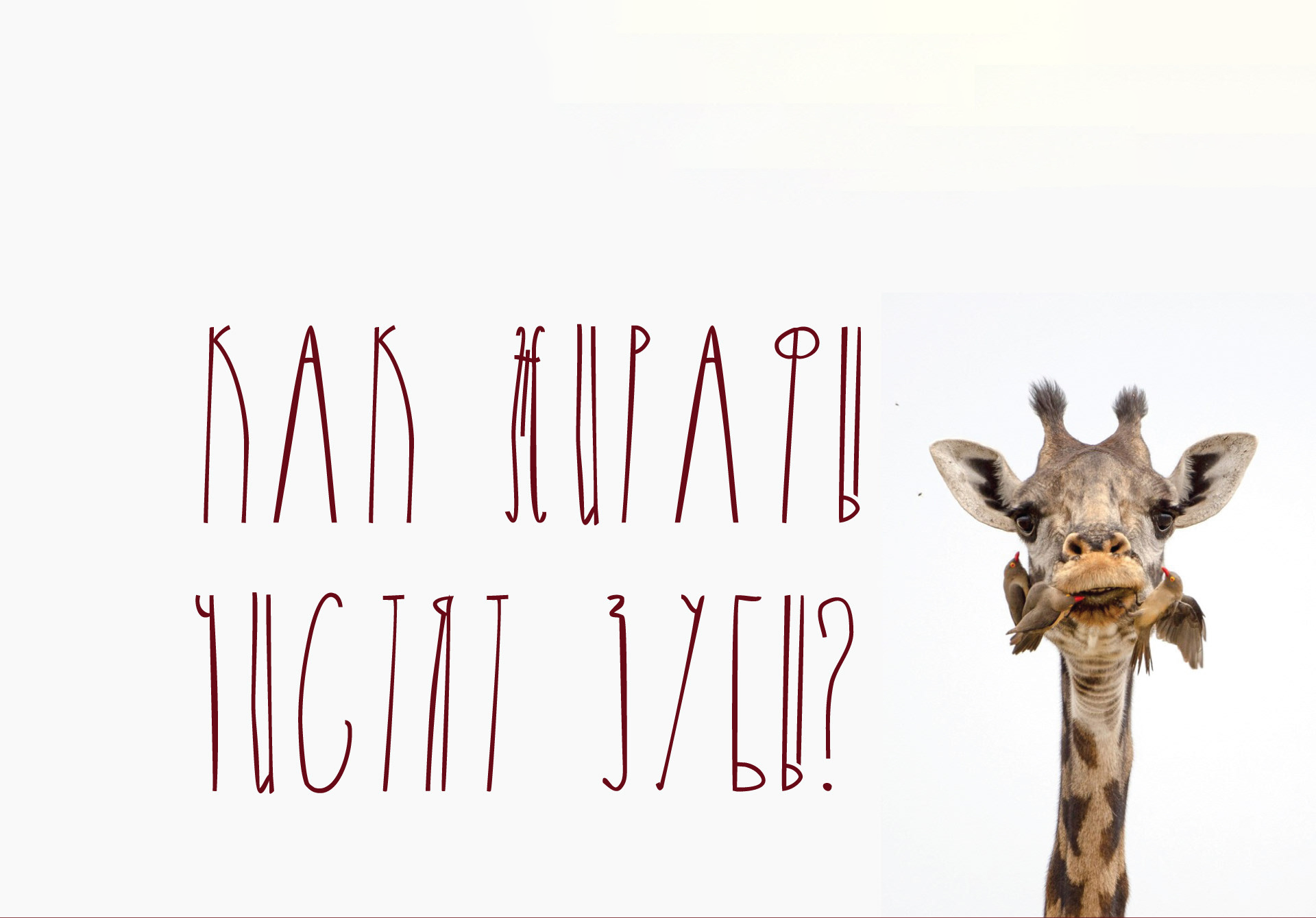 Beispiel einer Giraffe Regular-Schriftart