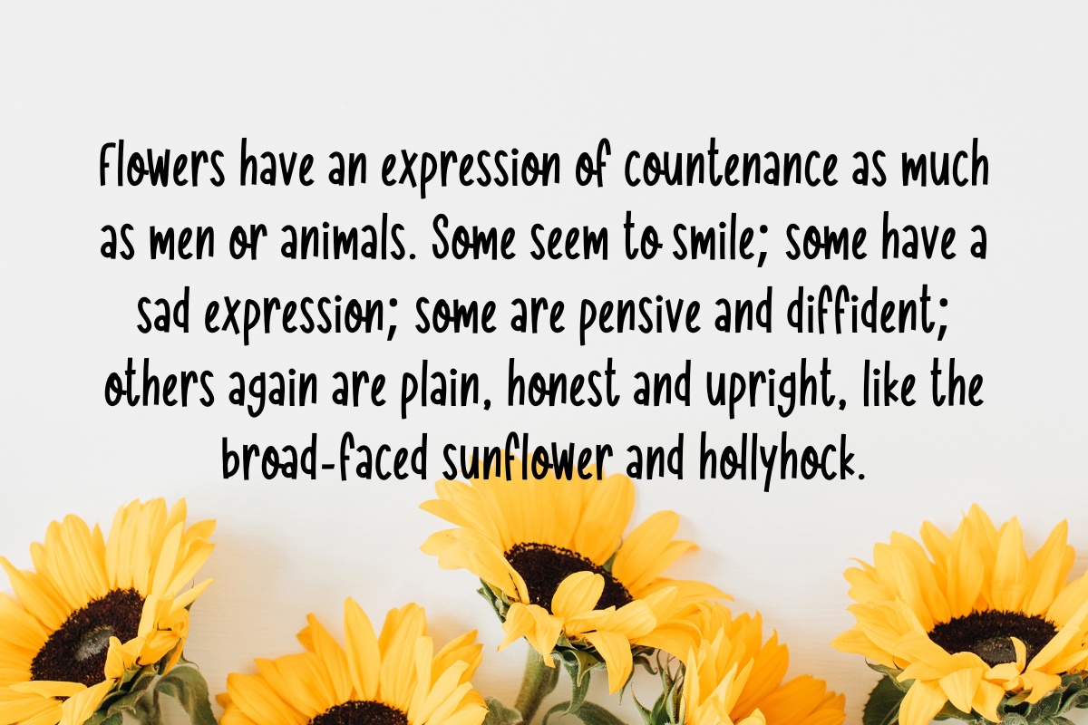 Beispiel einer Morning Sunflower Regular-Schriftart